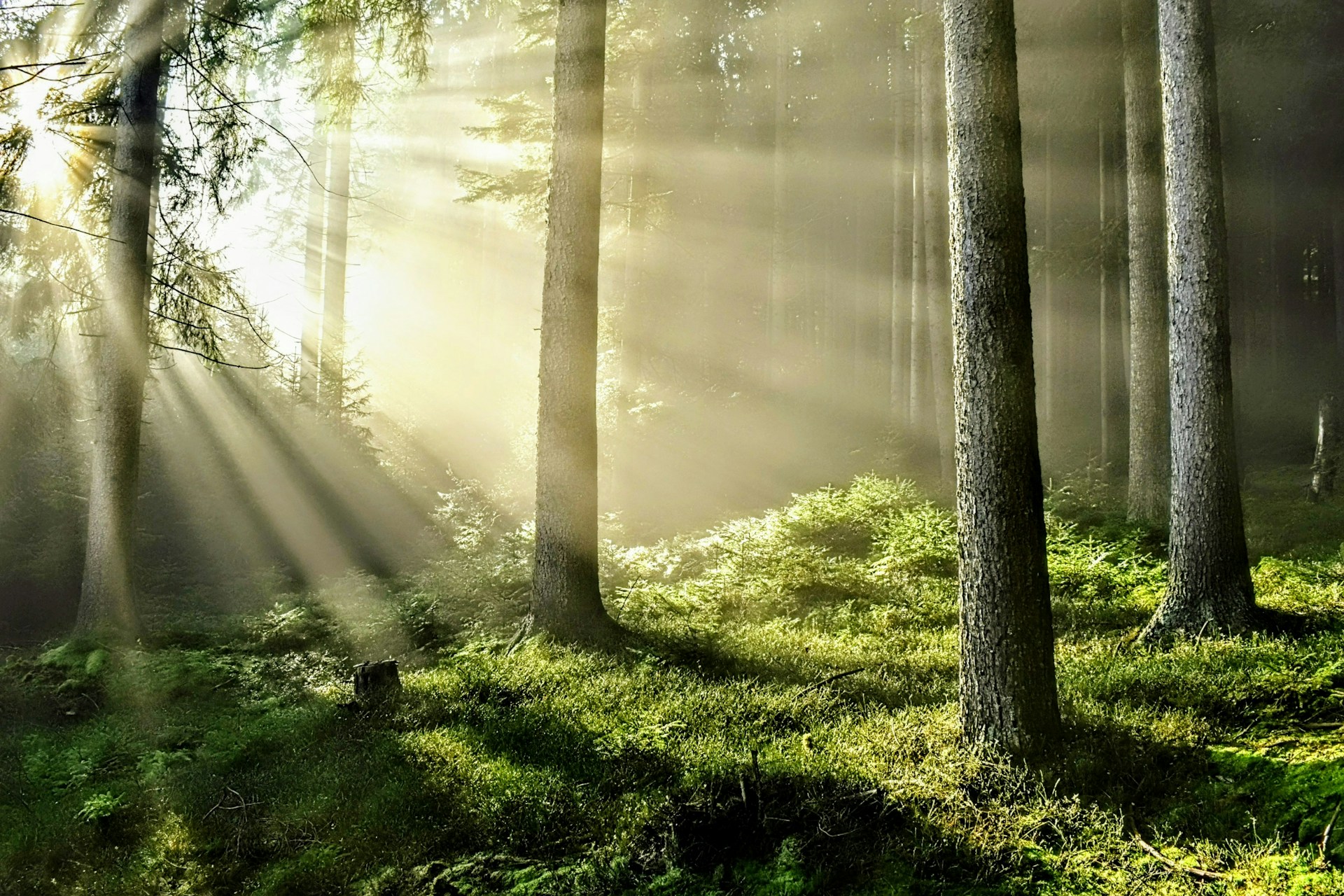 Sonnenstrahlen fallen durch einen üppig grünen Wald